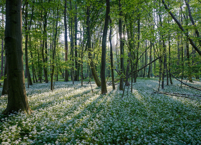 Přírodní park Rokytná