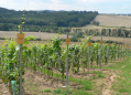 SÁDEK WINE NATURE TRAIL