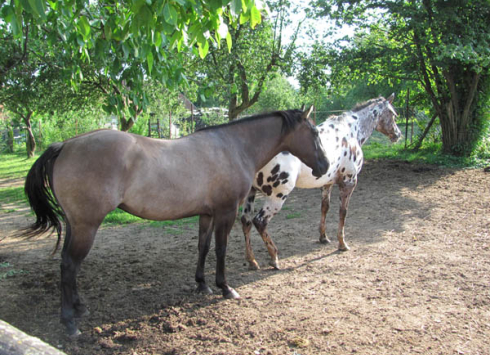 Butterhill Ranch