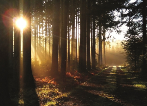 FOREST ZÁTIŠÍ: WANDERING THROUGH THE HIGHLAND FORESTS