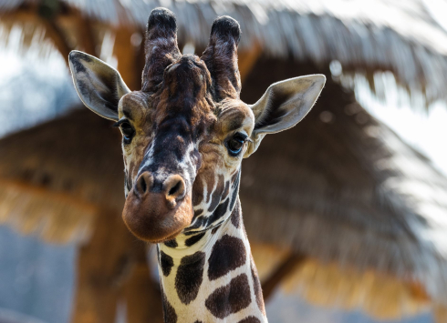 Jihlavská Zoologická zahrada