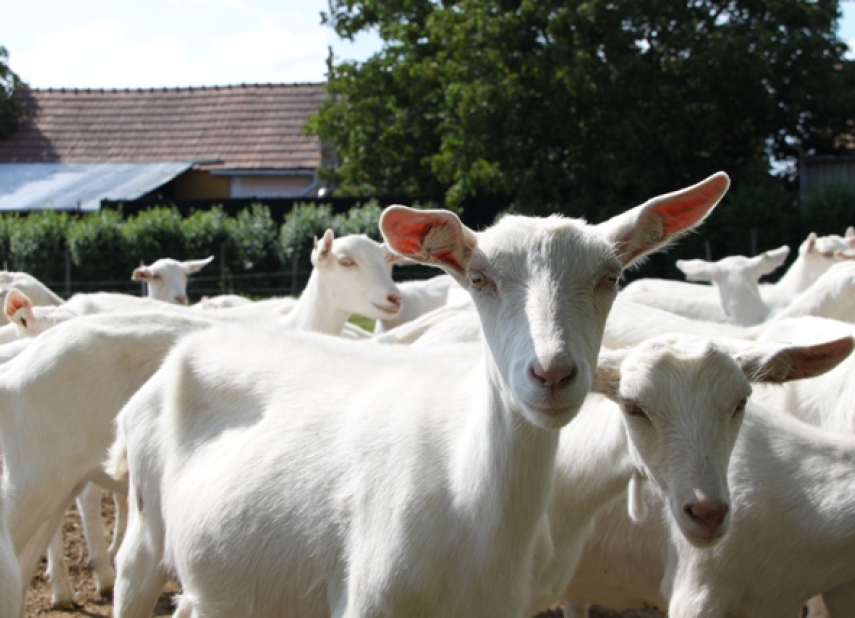 Dvůr Ratibořice Farm