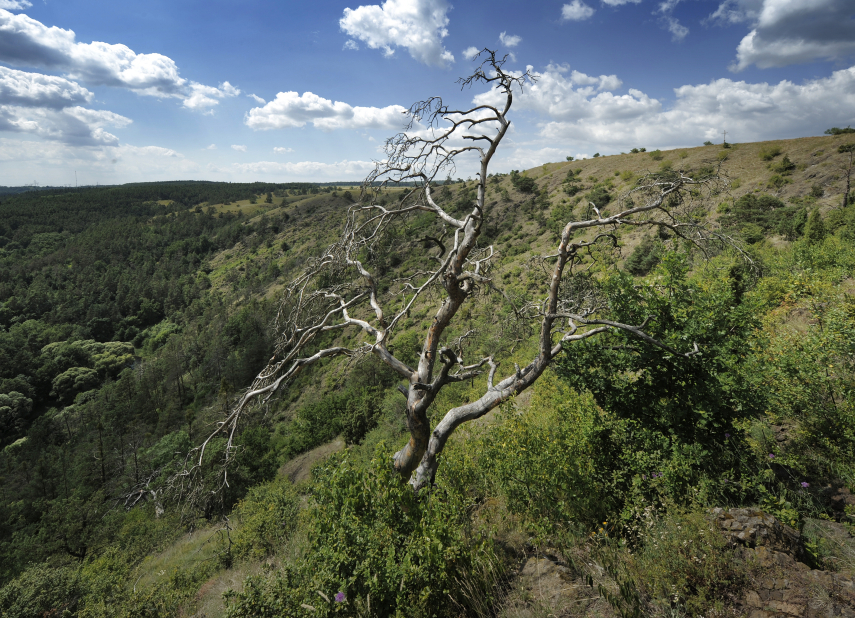 Lehrpfad Mohelenská hadcová step (Serpentinensteppe Mohelno)