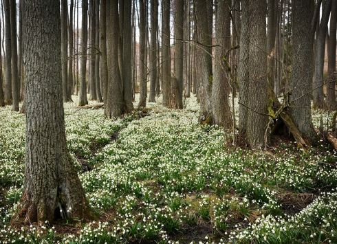 Jechovec – bleduliště