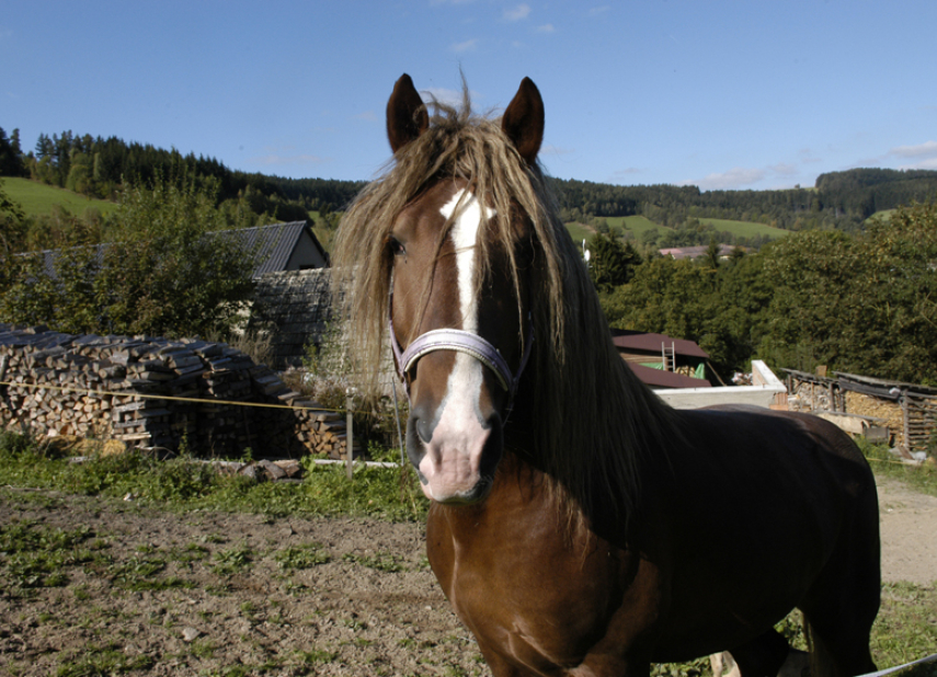 Jezdecká stanice Dalečín