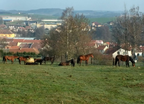 Stáj Batelov Jelínková