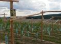 SÁDEK WINE NATURE TRAIL