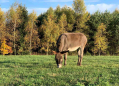 ECO FARM Zelené údolí