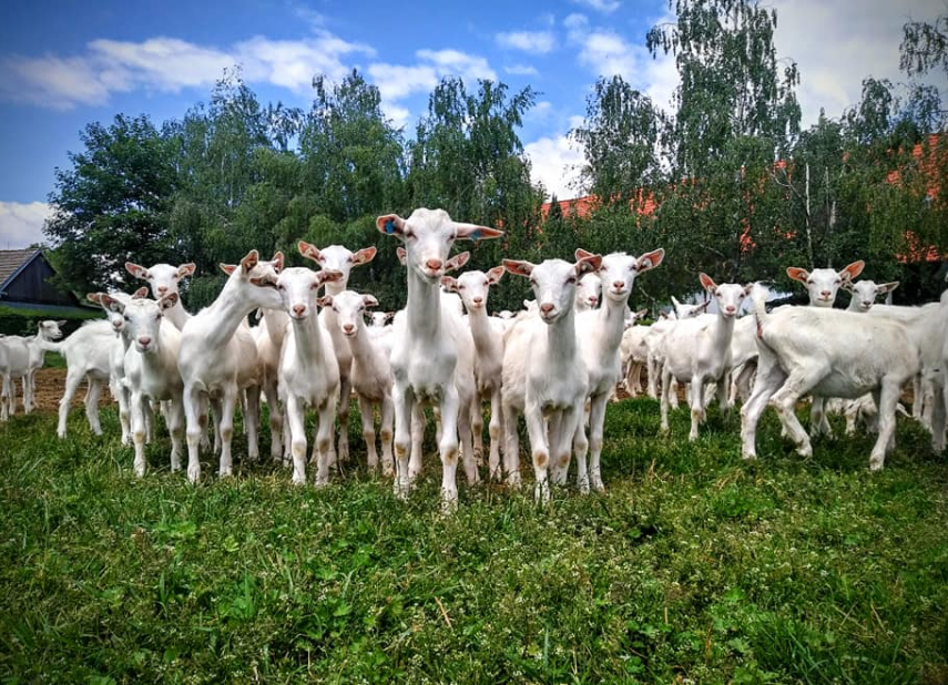 DVŮR RATIBOŘICE GOAT FARM