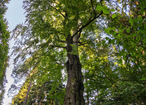 Seifrtův buk