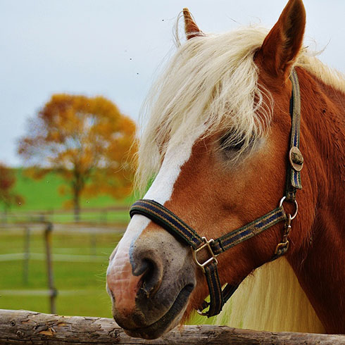 Horse Stations